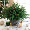 19 Inch Christmas Norfolk Pine Stems, 12PCS Real Touch Faux Cedar Pine with 5PCS Big Pine Cones Branches